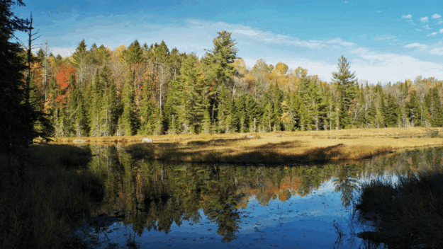 View of a pond with trees in background