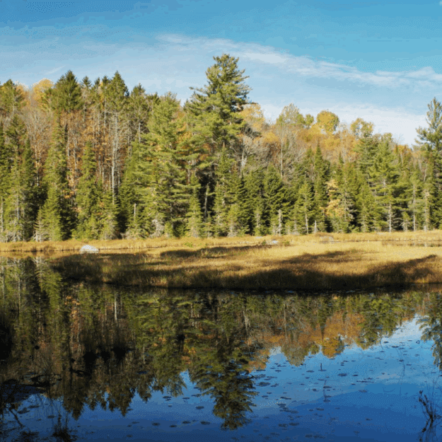 View of a pond with trees in background