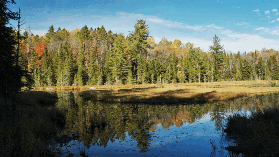 View of a pond with trees in background