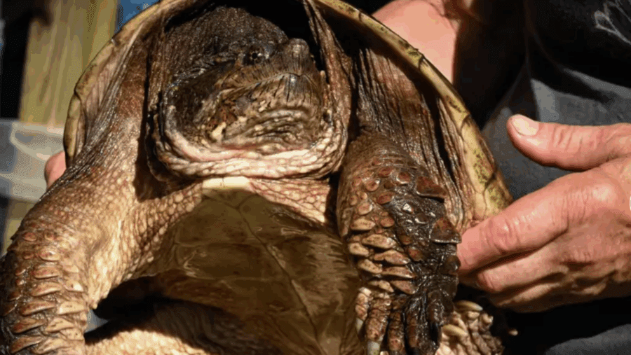 A female box turtle walks in grass 