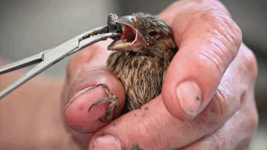 Close up of hands using surgical tool to feed a house finch 