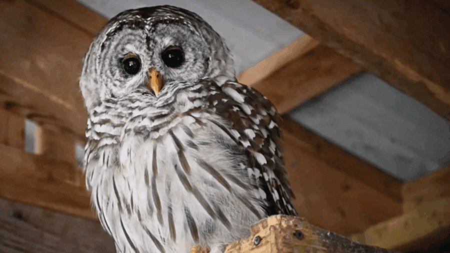 A barred owl is seen in an enclosure at the home of wildlife rehabilitator Kelly Martin on July 29 in Berne. Photo by Lori Van Buren/Times Union