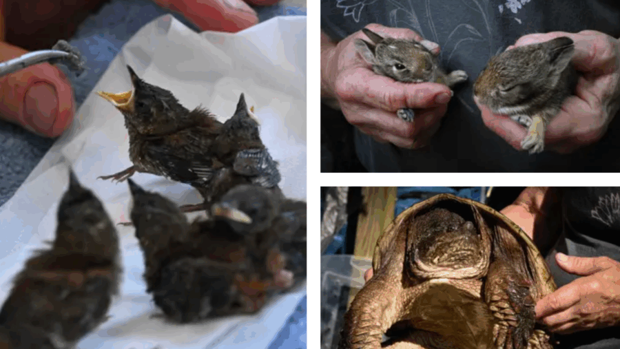 Clockwise, from left: Wildlife rehabilitator Kelly Martin feeds baby house finches at her home on Tuesday, July 29, 2025, in Berne, N.Y.; Martin holds a couple of young rabbits at her home on Tuesday, July 29, 2025; Martin picks up an old snapping turtle who was taking a salt bath in a plastic bin at her home on Tuesday, July 29, 2025.