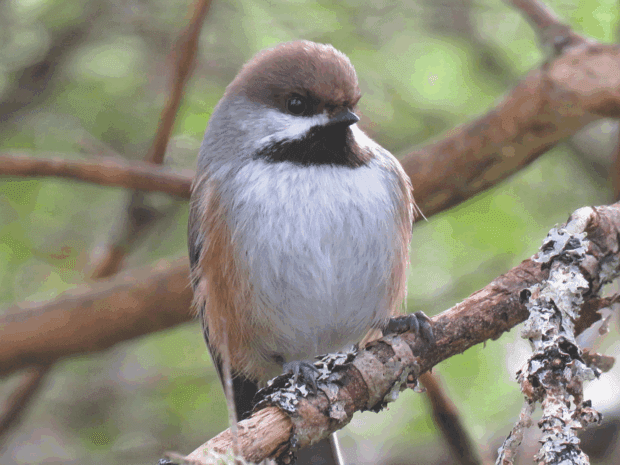 A brown-capped chickadee with brown head, black neck and beak, white gray bust and light brown wings resting on a tree branch amid other tree brances with green in the distance background. Photo by Joan Collins