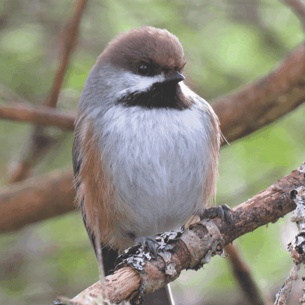 A brown-capped chickadee with brown head, black neck and beak, white gray bust and light brown wings resting on a tree branch amid other tree brances with green in the distance background. Photo by Joan Collins