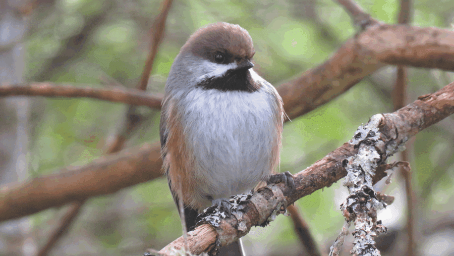 A brown-capped chickadee with brown head, black neck and beak, white gray bust and light brown wings resting on a tree branch amid other tree brances with green in the distance background. Photo by Joan Collins