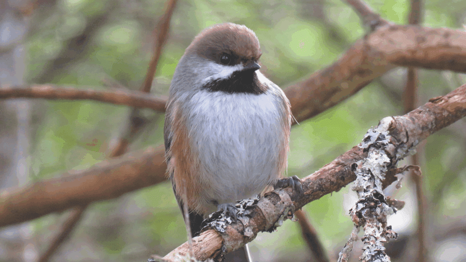A brown-capped chickadee with brown head, black neck and beak, white gray bust and light brown wings resting on a tree branch amid other tree brances with green in the distance background. Photo by Joan Collins