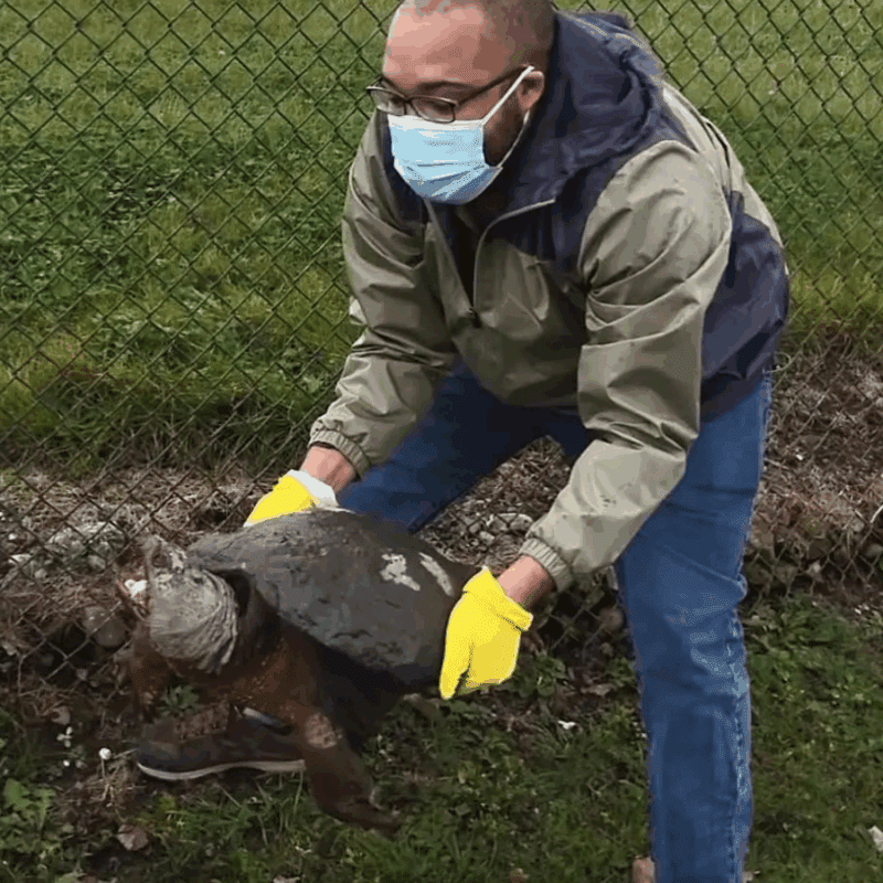 Randolph T. Duncan Jr. wears yellow gloves and surgical mask as he rescues a common snapping turtle from the side of the road Sunday, Oct. 31, 2021, after the reptile’s home was demolished by a construction company to make way for a commercial property.