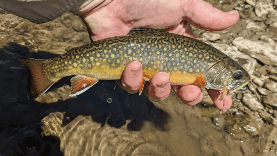 Brook trout with fall colors caught on a stonefly.
