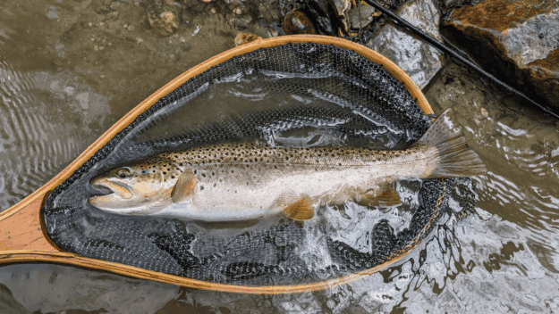 Fall brown trout caught on a streamer