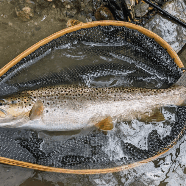Fall brown trout caught on a streamer