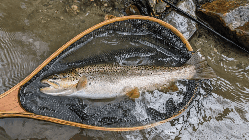 Fall brown trout caught on a streamer