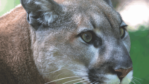 Close up of live Cougar's head (Puma concolor) photographed by Larry Master