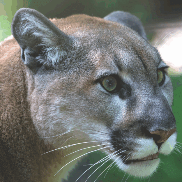 Close up of live Cougar's head (Puma concolor) photographed by Larry Master