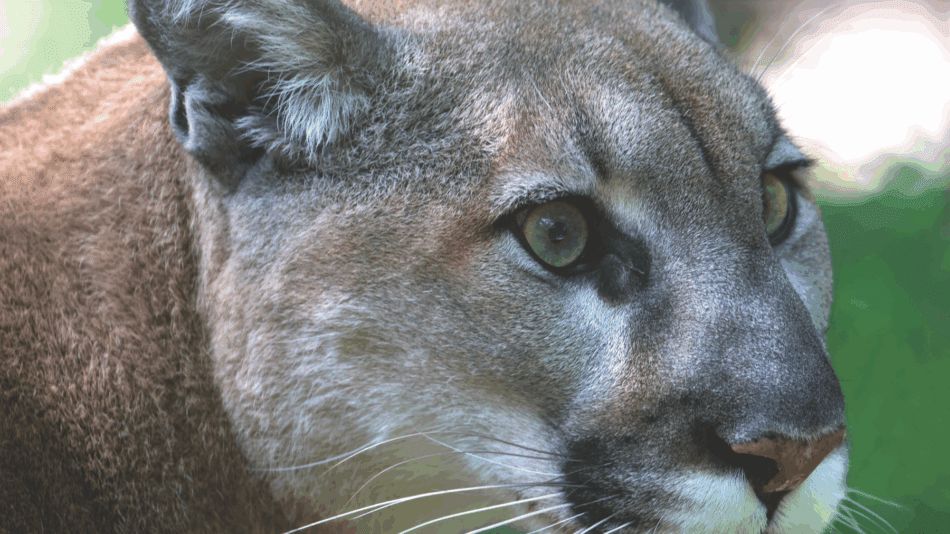 Close up of live Cougar's head (Puma concolor) photographed by Larry Master